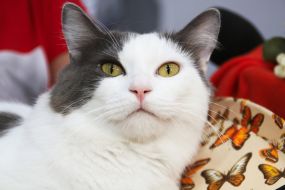 Show "Golden Cat of Chernigov"