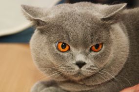 Show "Golden Cat of Chernigov"