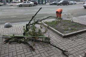 Broken tree branches in the center of Kiev