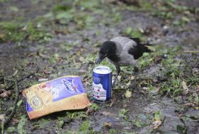 Crow
