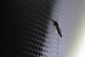 Mosquito