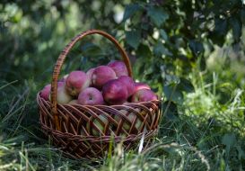 A basket of apples