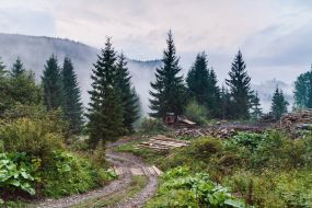 Forestry in the Carpathians