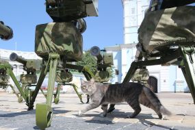Cat near anti-tank missile complexes "Stugna"
