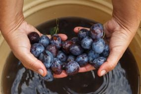 Festival of boiling plum jelly