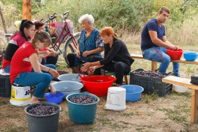 Festival of boiling plum jelly