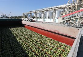 Barge with watermelons
