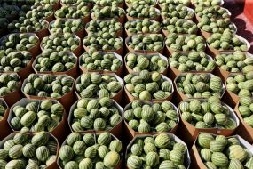 Barge with watermelons