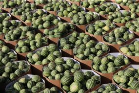 Barge with watermelons