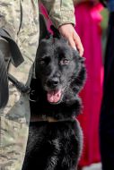 Law guard with a dog