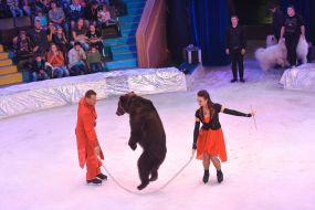 Driven by a bear