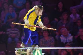 Trained monkey