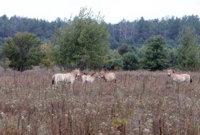 Przewalski Horses