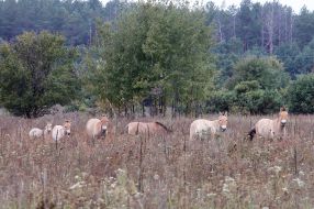 Przewalski Horses