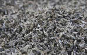 Dead bees