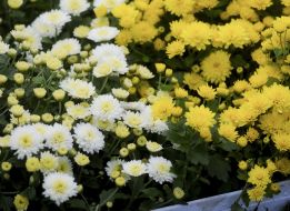 White and yellow chrysanthemums