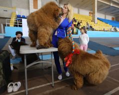 International Dog Show "Autumn Lviv-2018"