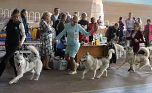International Dog Show "Autumn Lviv-2018"