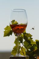 Glass of wine