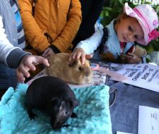 Guinea pigs