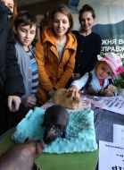 Girl stroking guinea pig