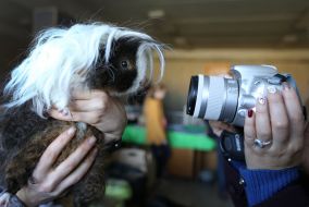 Girl holding guinea pig
