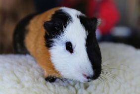 Guinea pig