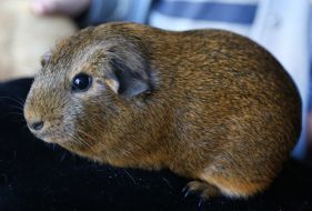 Guinea pig