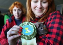 Girl holding guinea pig