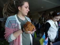 Girl holding guinea pig
