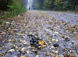 Military grenades on the road