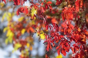 Leaves of wild grapes