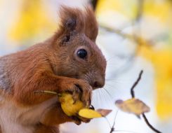 Squirrel