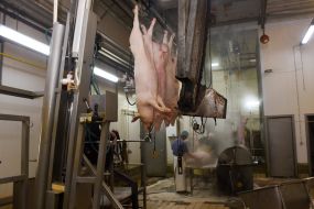 Свиные туши в цехе по переработке мяса