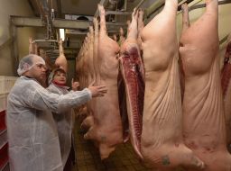 Pork carcasses in a meat processing workshop