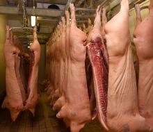 Pork carcasses in a meat processing workshop