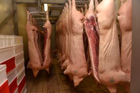 Pork carcasses in a meat processing workshop
