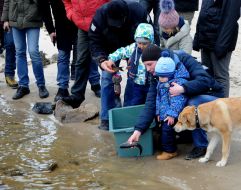 Зарыбление акватории Днепра