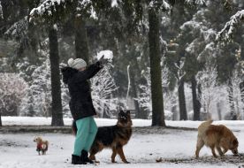 A woman plays with dogs in the park