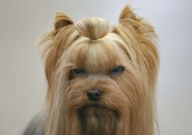 Dog Breed Yorkshire Terrier