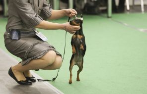 Dog Show