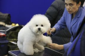 Dog breed Bichon Frisian