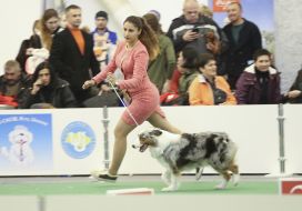 Dog Show