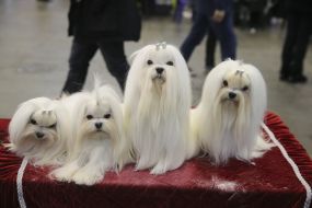 Dogs breed Maltese bolonka