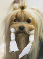 Dog Breed Yorkshire Terrier