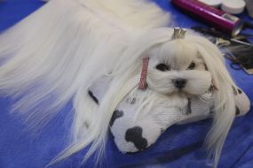 Dog breed Maltese bolonka