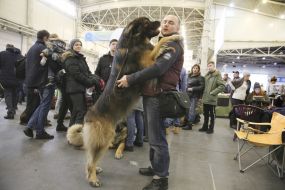 Dog breed of Leonberger