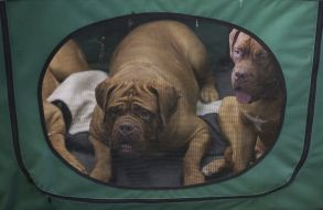 Dog breed Bordeaux dog