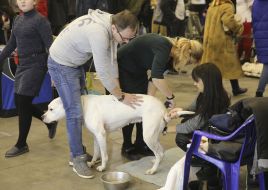 The dog is preparing for the exhibition