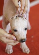 The breed is Mexican naked